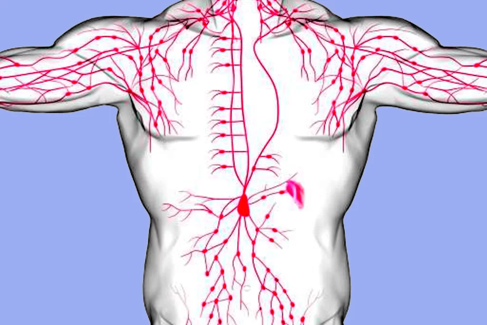 importance-of-a-healthy-lymphatic-system_weight-loss-unlocked